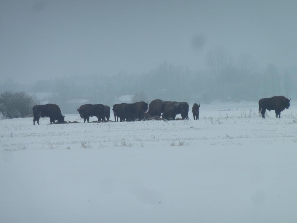 Pokoje Goscinne ”Zubr” Białowieża エクステリア 写真